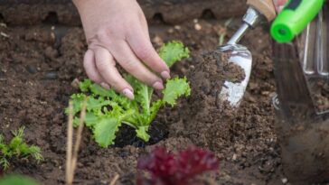 Que planter en novembre au potager ? Que semer ?