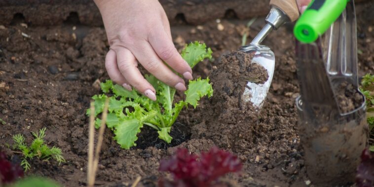 Que planter en novembre au potager ? Que semer ?
