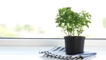 Comment planter et cultiver l'origan ?
