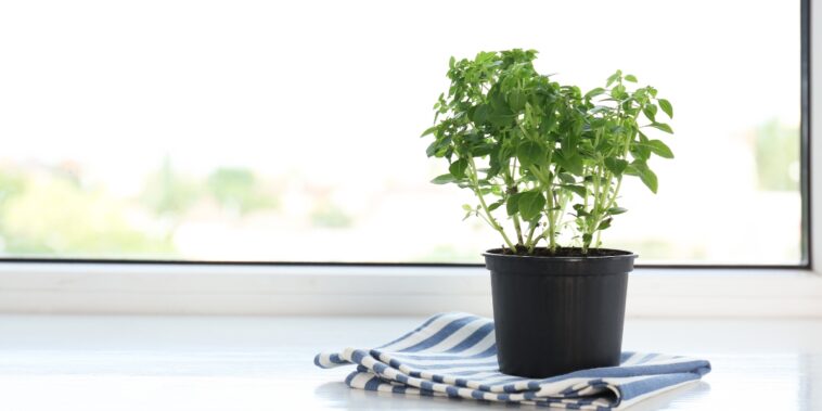 Comment planter et cultiver l'origan ?