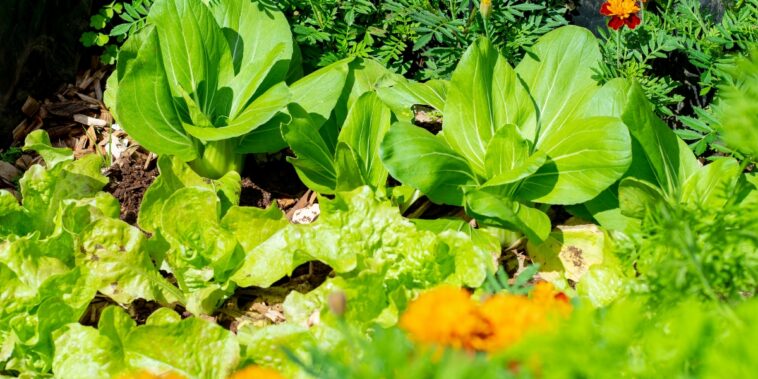 Comment favoriser le principe d'autorégulation en permaculture ?