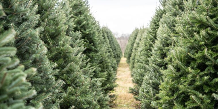 Comment bien choisir son sapin de Noël naturel ?