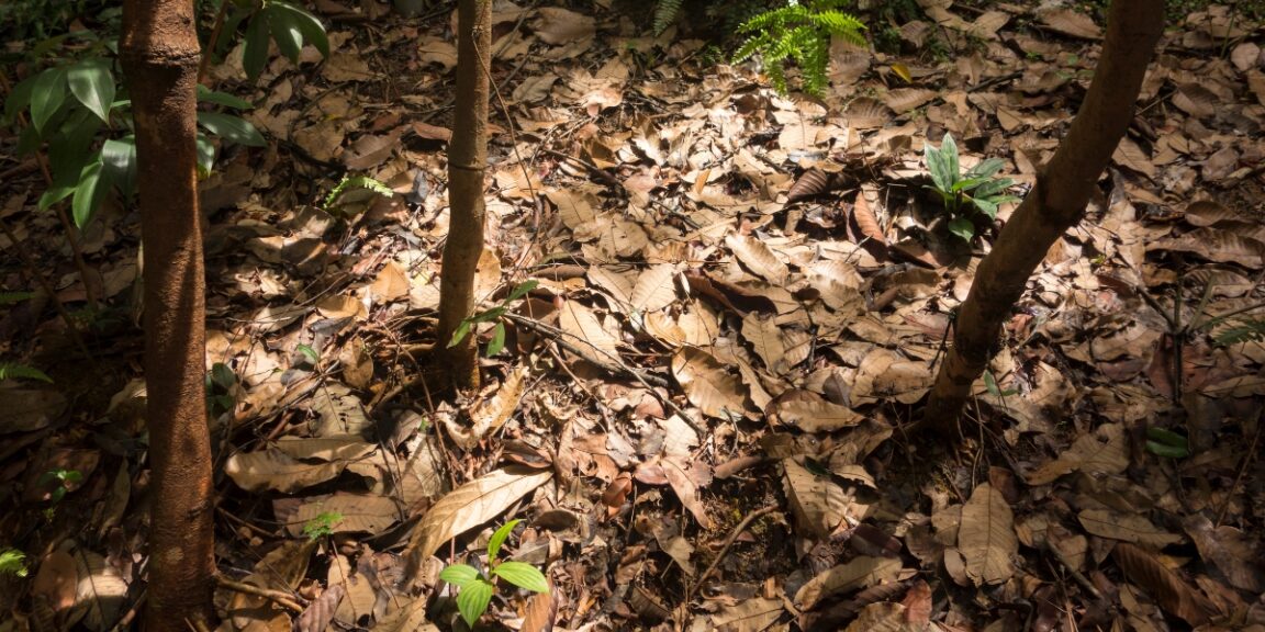 Découvrez les bienfaits de la litière forestière fermentée pour un jardin sain !