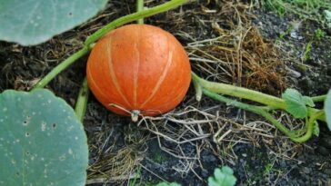 Le potager en automne : 4 gestes pour protéger le sol et préparer la terre