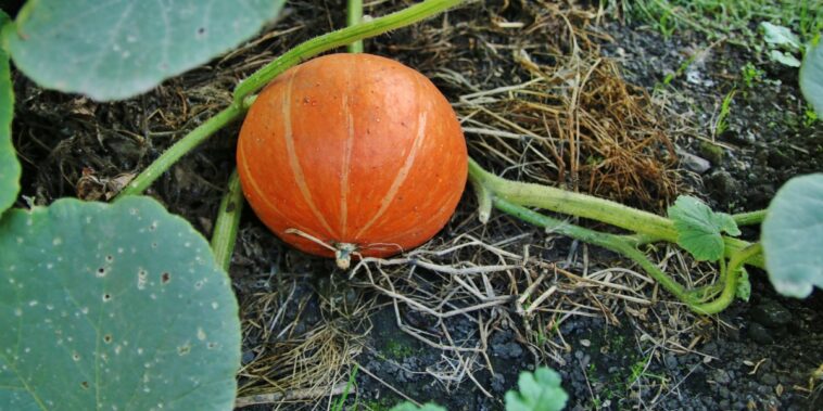 Le potager en automne : 4 gestes pour protéger le sol et préparer la terre