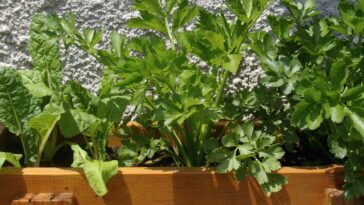 Astuces pour planter et cultiver du céleri dans votre jardin !