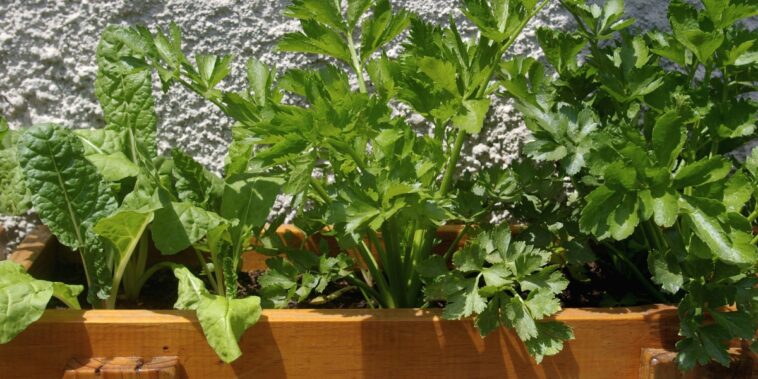 Astuces pour planter et cultiver du céleri dans votre jardin !