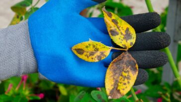 Comment anticiper les risques des maladies des plantes ?