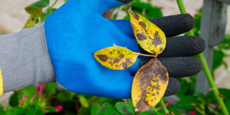Comment anticiper les risques des maladies des plantes ?