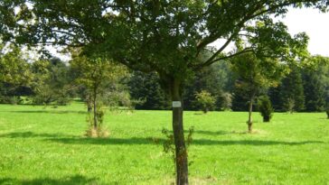 Comment se débarrasser des rejets au pied de l'arbre ?