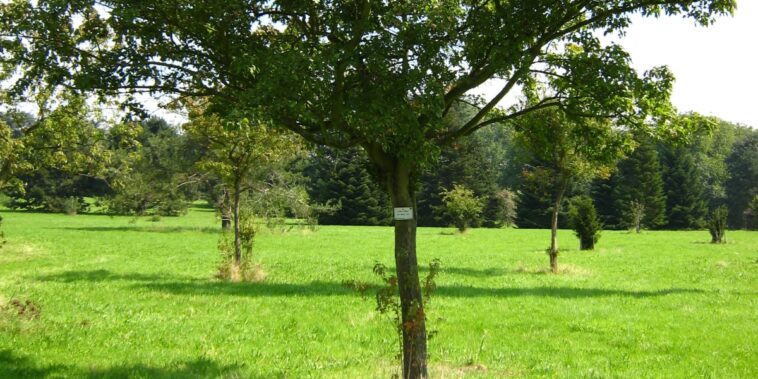 Comment se débarrasser des rejets au pied de l'arbre ?