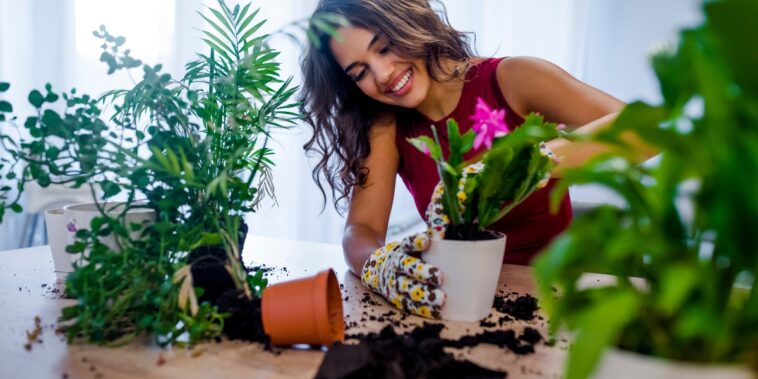 Comment utiliser la cannelle pour protéger les plantes d’intérieur des insectes et des moisissures ?