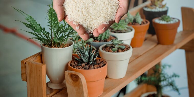 Comment fabriquer un engrais naturel à base de riz pour faire pousser les plantes d’intérieur ?