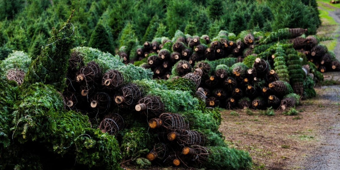 Sapin de Noël : les variétés les plus résistantes sur lesquelles miser pour en profiter jusqu’en 2024