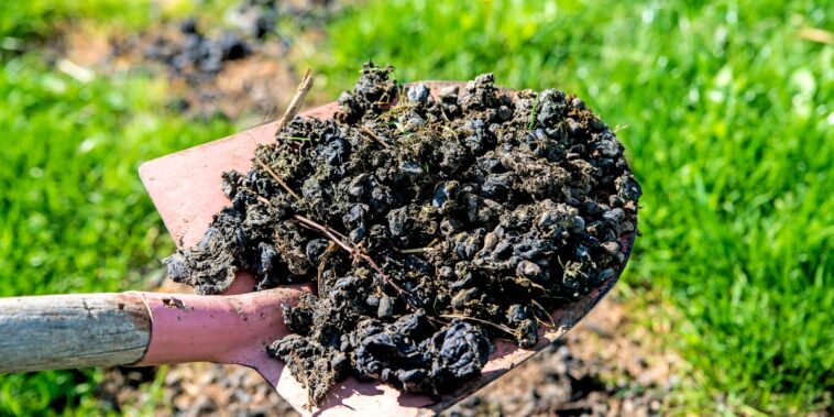 Qu'est-ce qu'un engrais vert et comment l'utiliser au jardin ?