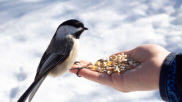 Comment bien nourrir les oiseaux en hiver ?