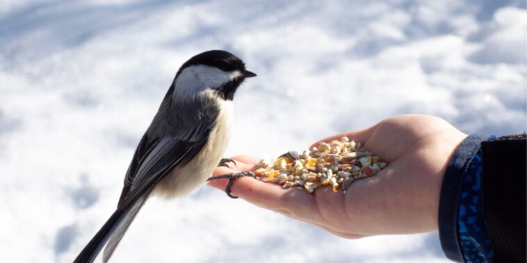 Comment bien nourrir les oiseaux en hiver ?