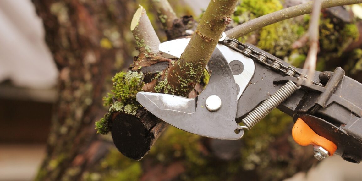 4 astuces pour tailler les arbres de votre jardin en décembre !