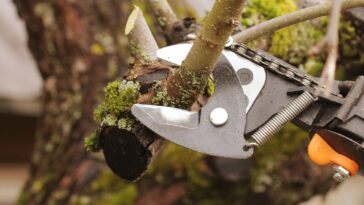 4 astuces pour tailler les arbres de votre jardin en décembre !