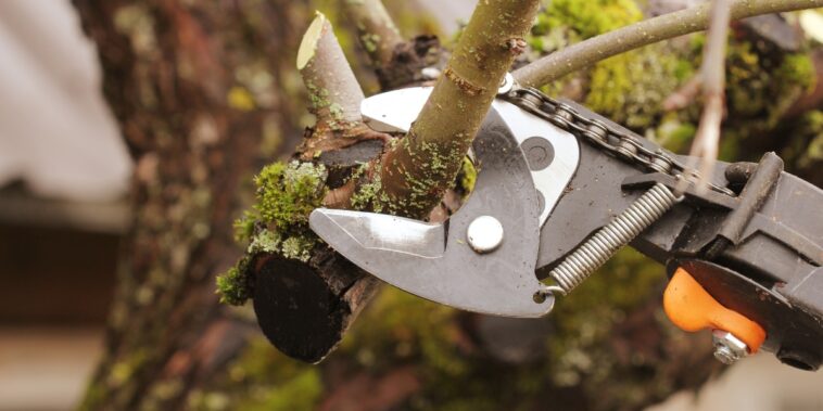 4 astuces pour tailler les arbres de votre jardin en décembre !