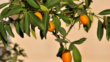 Comment faire pousser un kumquat à partir des graines d’un fruit ?