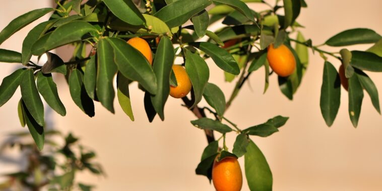 Comment faire pousser un kumquat à partir des graines d’un fruit ?