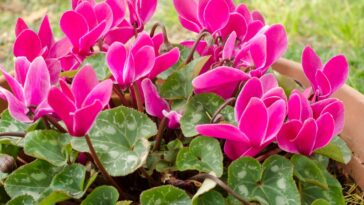 Quels engrais naturels pour une floraison de cyclamen en pot tout au long de l’hiver ?