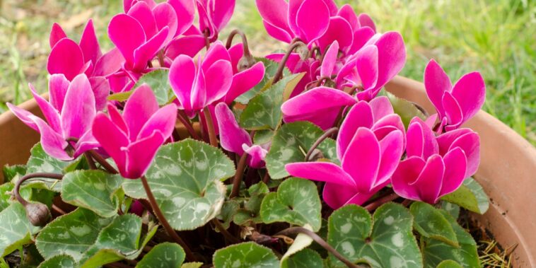 Quels engrais naturels pour une floraison de cyclamen en pot tout au long de l’hiver ?