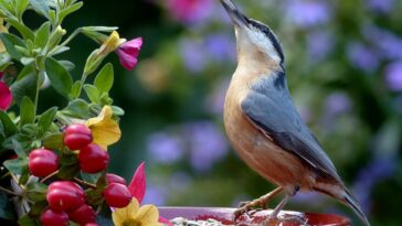Comment faire venir les oiseaux dans mon jardin ?