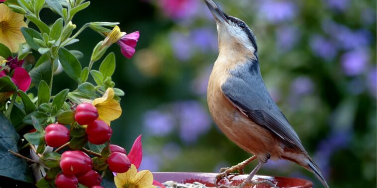 Comment faire venir les oiseaux dans mon jardin ?