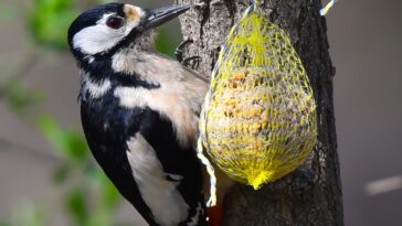 Comment faire des boules de graisse et de graines pour les oiseaux ?