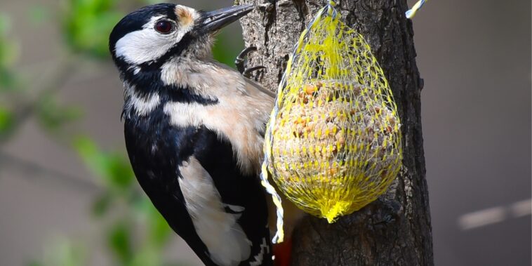 Comment faire des boules de graisse et de graines pour les oiseaux ?