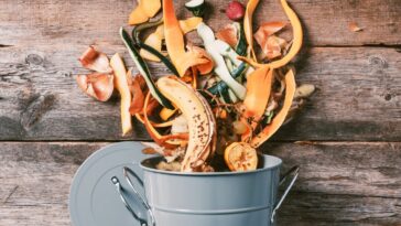 Quel est cet aliment à ne plus jeter qui fera un excellent fertilisant pour vos plantes ?