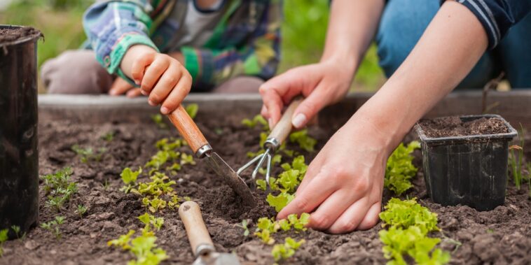 Que faire en décembre au potager ?
