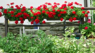 Astuce jardin : Préparez vos géraniums avant le 15 décembre pour une floraison abondante au printemps