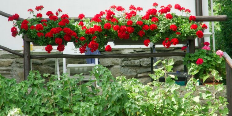 Astuce jardin : Préparez vos géraniums avant le 15 décembre pour une floraison abondante au printemps