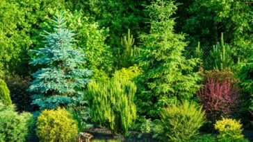 Quels sont les arbres à ne pas tailler en décembre ?