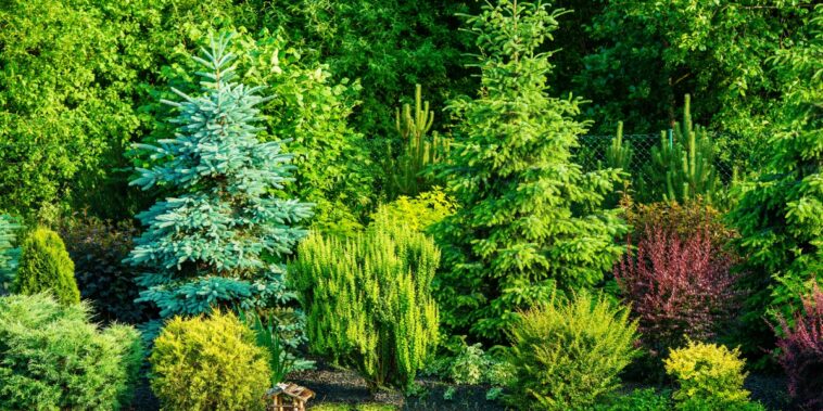 Quels sont les arbres à ne pas tailler en décembre ?