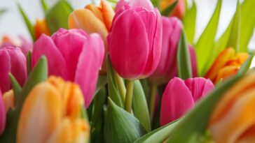 Tulipes : cette technique à suivre en décembre pour obtenir une floraison exceptionnelle au printemps