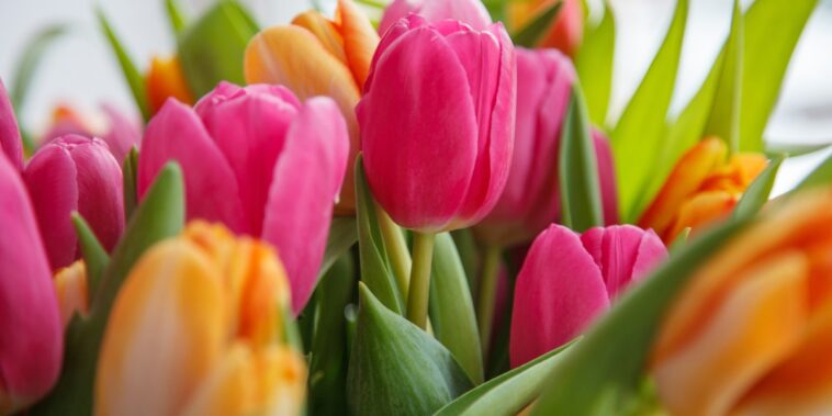 Tulipes : cette technique à suivre en décembre pour obtenir une floraison exceptionnelle au printemps