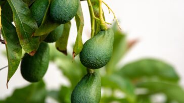 L’avocatier craint-il le gel ? Comment bien garder cette plante en hiver ? 3 astuces pour le protéger du froid