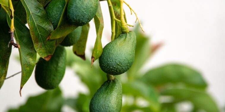 L’avocatier craint-il le gel ? Comment bien garder cette plante en hiver ? 3 astuces pour le protéger du froid