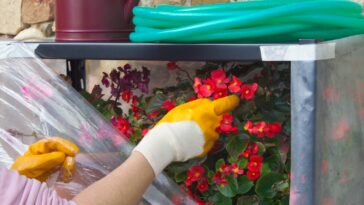 Comment protéger les plantes de la neige en hiver ? 4 idées pour éviter les dommages du froid et du gel