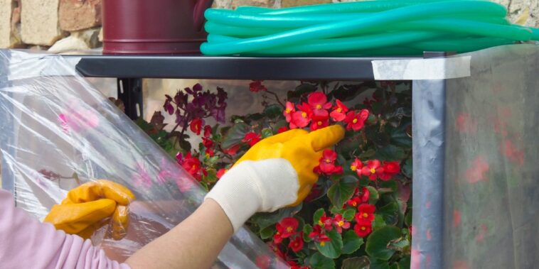 Comment protéger les plantes de la neige en hiver ? 4 idées pour éviter les dommages du froid et du gel