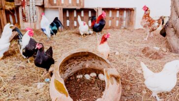Comment désinfecter un poulailler pour stopper la prolifération de germes et de bactéries ?