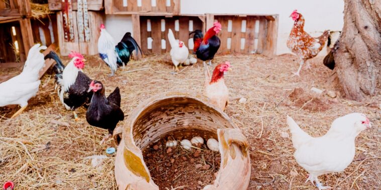 Comment désinfecter un poulailler pour stopper la prolifération de germes et de bactéries ?