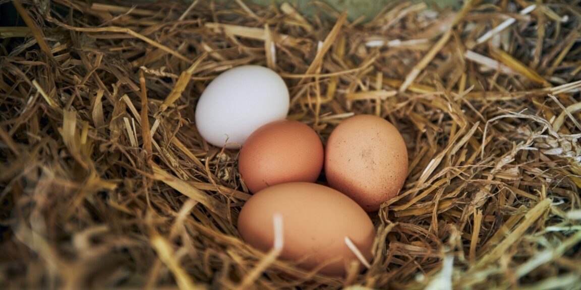 Comment éviter la boue dans le poulailler pour élever des plumeux heureux ? 4 idées géniales à tester