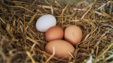 Comment éviter la boue dans le poulailler pour élever des plumeux heureux ? 4 idées géniales à tester