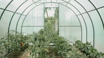 Faut-il enlever la bâche d'une serre en hiver ?