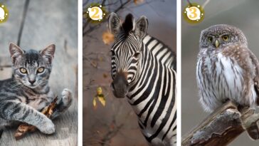 Test de personnalité : regardez les yeux de chaque animal, puis choisissez celui qui parle à votre âme